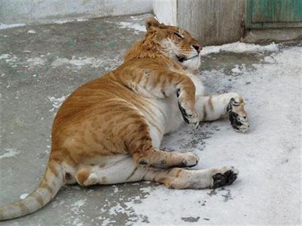 Liger in China - Picture of a Liger from Chinese Harbin Zoo. This Liger in China is Resting. 