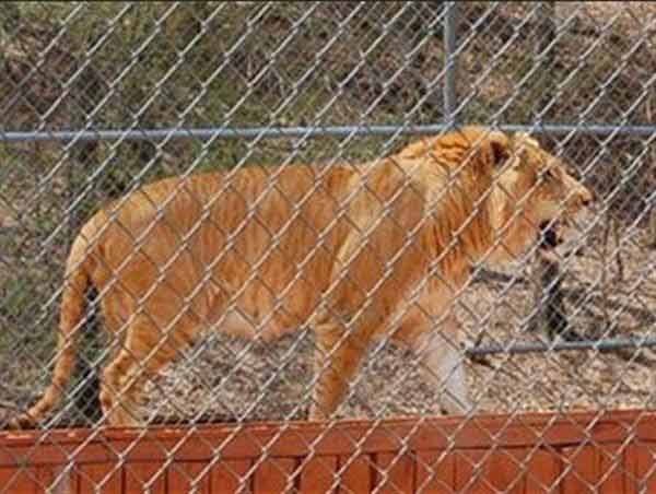 Liger Climbing up its house in an animal sanctuary to have better veiw. Ligers are bigger than saber toothed tigers.