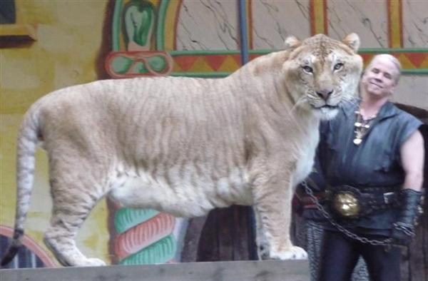 A Liger has a complete DNA.