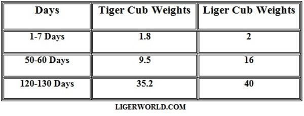 Liger and Tiger Cubs Weights. 