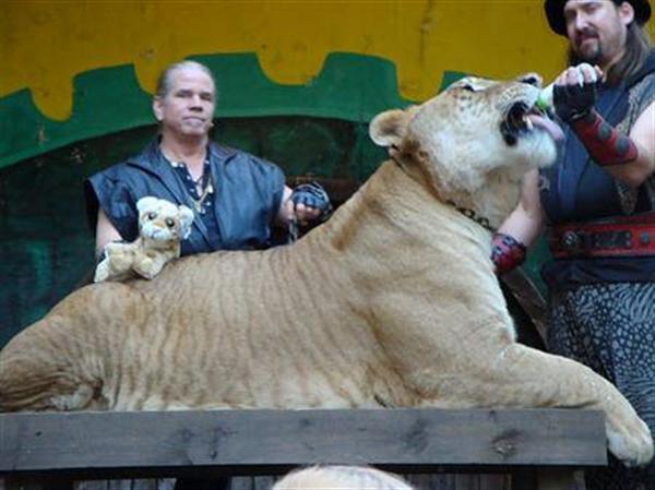 Liger Hercules with its Master Dr. Bhagvan Antle. This man Dr. Antle is a great expert of the Ligers. 