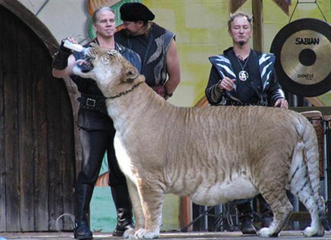liger and tiger. of the ligers. A tiger is