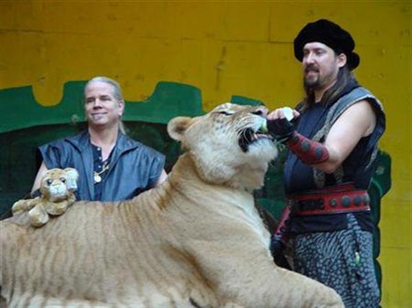 Hercules the Lliger having milk feeding session at King Richards Faire in United States. 