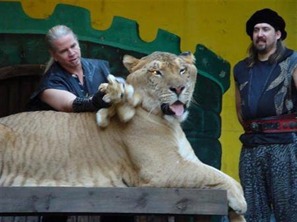 Hercules the liger playing with a Liger Puppet. 