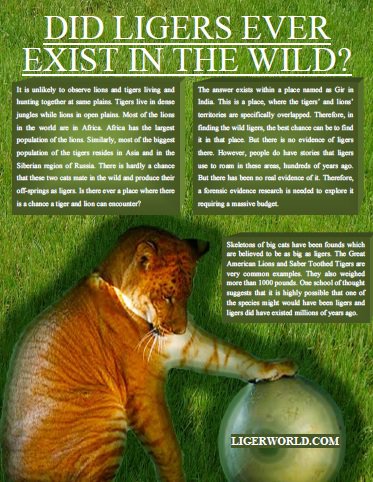 Liger Magazine explores ligers in the wild. 