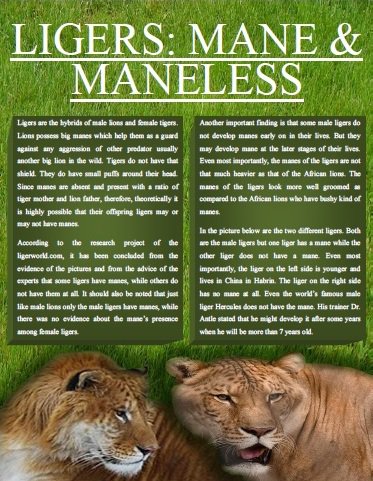 Liger Magazine Explores Mane and Mane-less Ligers. 