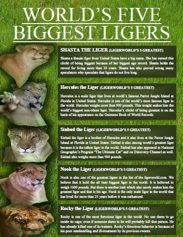 Ligers - 5 Biggest Traits of Ligers