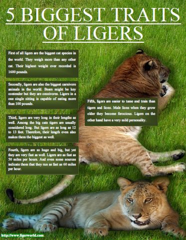 Ligers - 5 Biggest Traits of Ligers