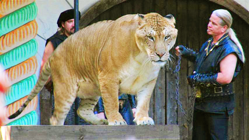 Liger Hercules sitting at an animal show in United States.