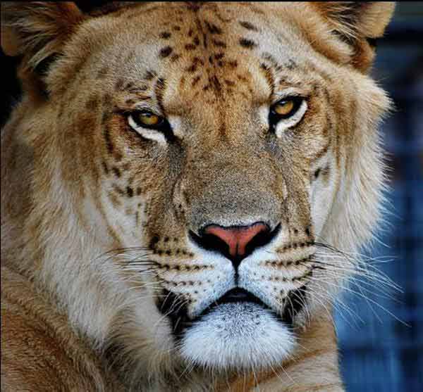 Ligers are currently the Greatest American Lions. 
