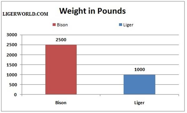 Liger vs. Bison - A weight Comparison. 