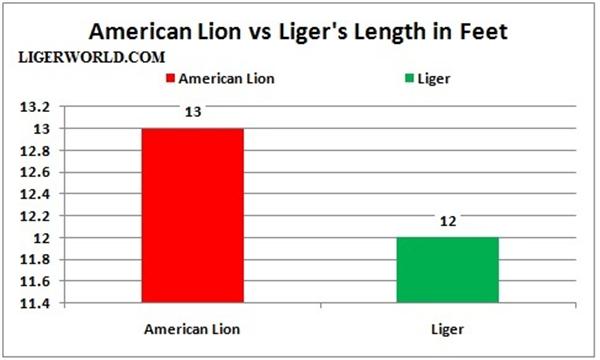 Liger vs. Great American Lion - Length Comparison. 