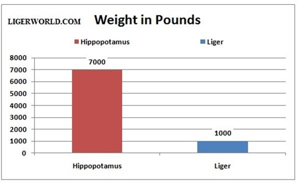 Liger vs. Hippopotamus