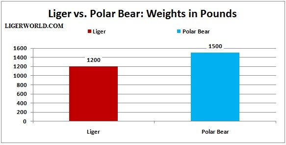 Liger vs Polar Bear. 