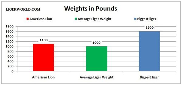 Liger vs Great American Lion - A weight Comparison.