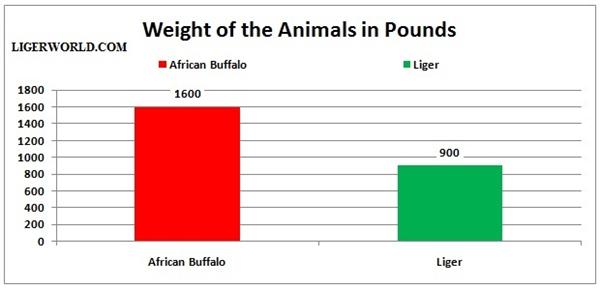 Liger vs Wild African Buffalo
