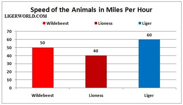 Liger vs Wildebeest - A Speed Comparison in Miles Per Hour