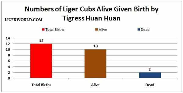 Liger Births Record. A Tigress Huan Huan Gave birth to record 12 Ligers.