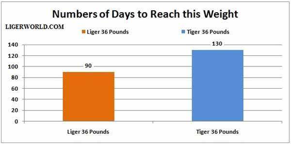 Ligers weight of 36 Pounds in Numbers of Days. A Comparison of Liger and Tiger.