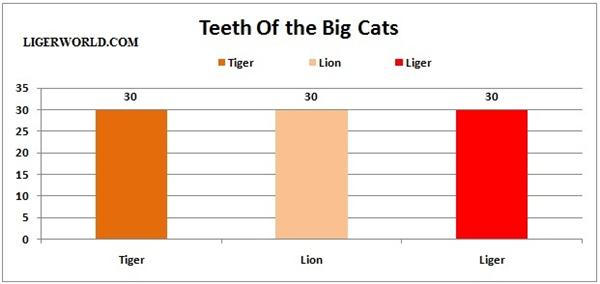 Ligers have 30 Teeth. Tooth Comparison of Lion, tiger and Liger.