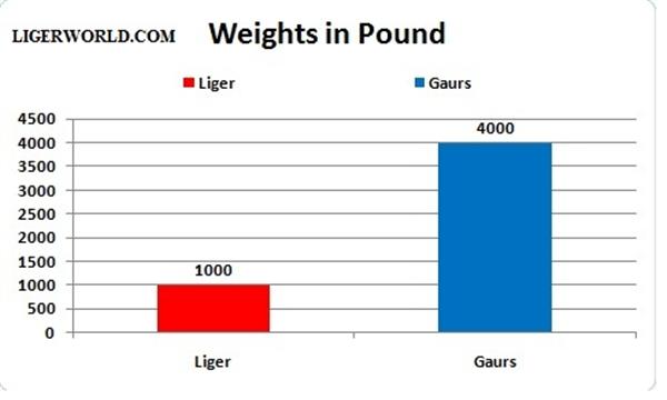 Liger vs Gaur - Weigh Comparisons