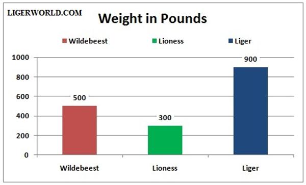 Liger vs Wildebeest - A weight Comparison. Liger Weighs around 900 Pounds. Wildebeest Weighs around 600 Pounds.