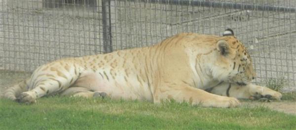 Ligers Stripes and Tabby Tiger Stripes resemble with one another.
