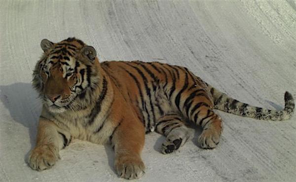 Stripes of a Siberian tiger