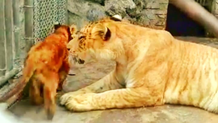 Li-Liger cub in China (male) is expected to grow more than 800 Pounds in weight.