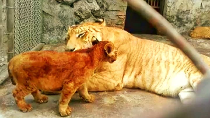 Li-Ligers are only found in China, Russia and USA.