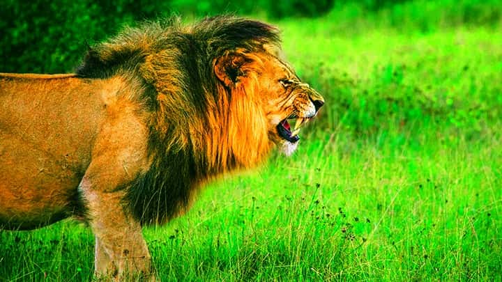 Lions have aggressive attitude.