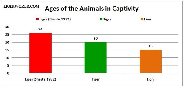 Liger Highest Recorded Ages. Ligers live better than lions and tigers.
