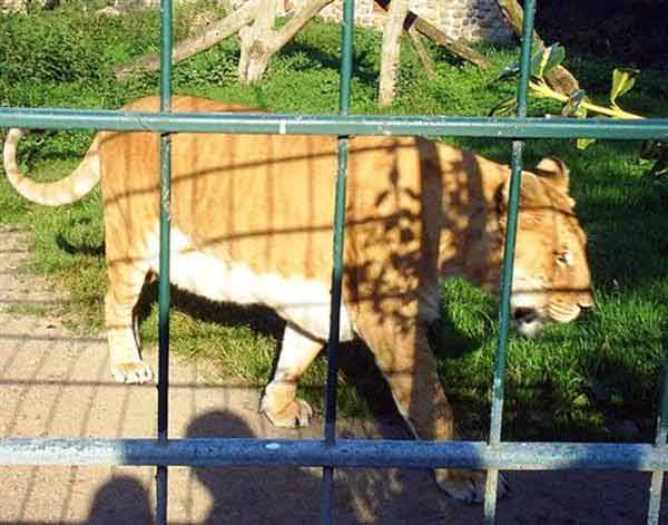 German Ligers ages are more than 15 years. 