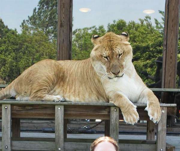 liger highest age is 24 years.