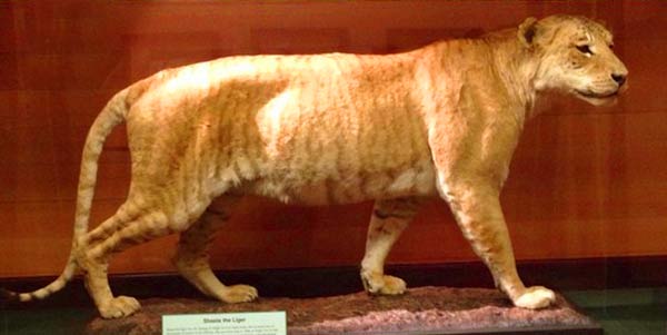 Shasta the liger lived for 24 years at Utah, USA.