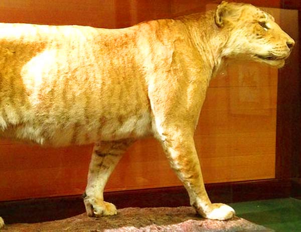 Shasta the liger has the highest recorded age of 24 years. 