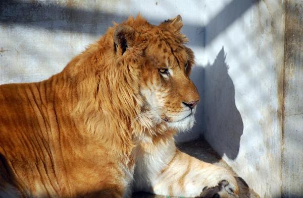Liger with a Mane. Ligers have Thick Mane on some Occasions. 