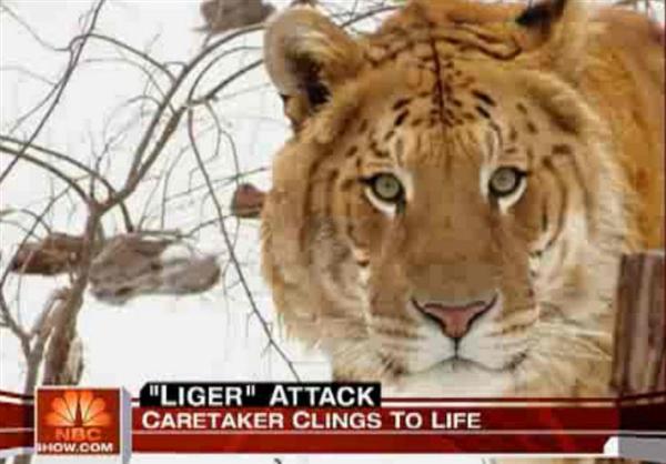 Liger also Resemble like Tigers. Rocky the liger and Radar the liger both resembled just like Tigers from their face. 