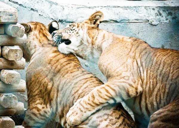 Liger Cubs are very playful and Socialize. 