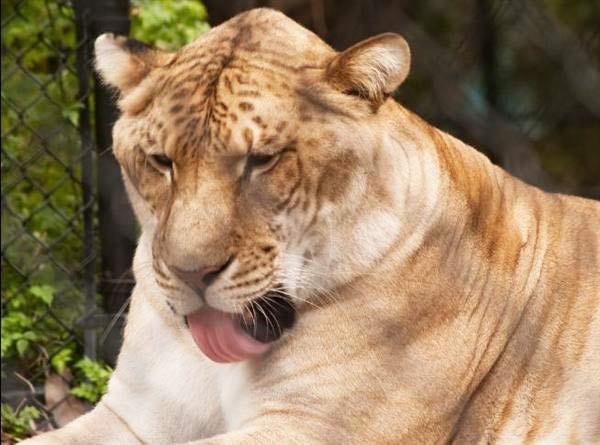 Mature Ligers behavior is calm and peaceful as they have a very mild personality.