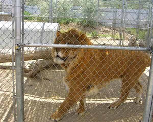 Mature Ligers are less territorial. 