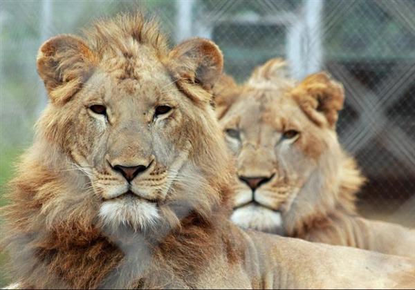 Mature Male Lions are highly aggressive indeed. 