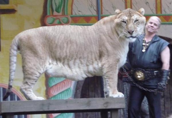 Liger Hercules is biggest with 900 Pounds of Weight. 