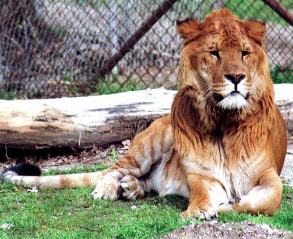 Liger Patrick was biggest with 800 Pounds. Patrick was one of the biggest ligers in the world.