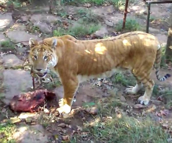 Liger Rocky was biggest with 1200 Pounds Weight. 