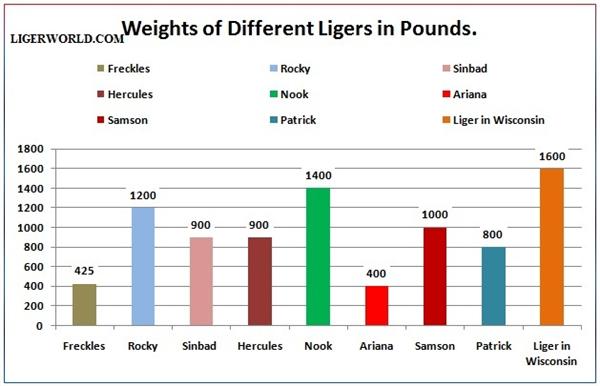 Liger biggest Weights in Pounds. Liger Nook was the biggest of all. 