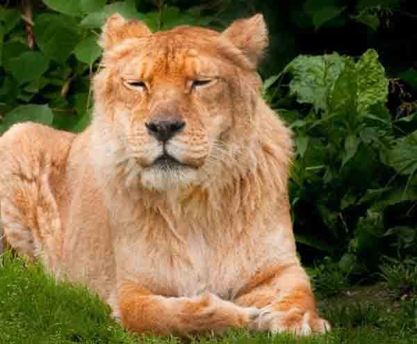 Liger Eyesight Problems. No Eyesight Problems have yet been detected among ligers.