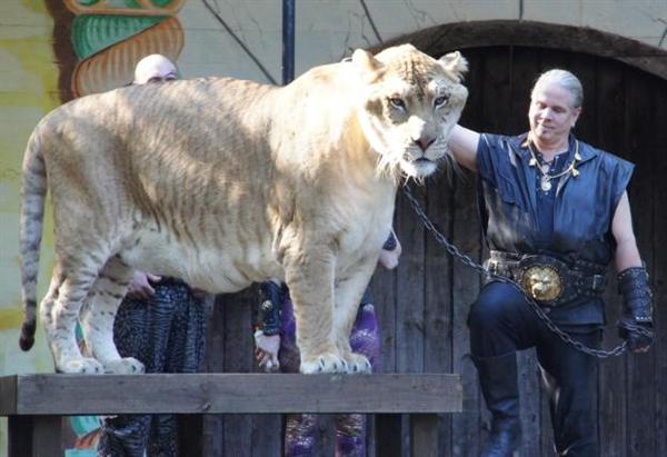 A Liger can Sustain body Pressure.