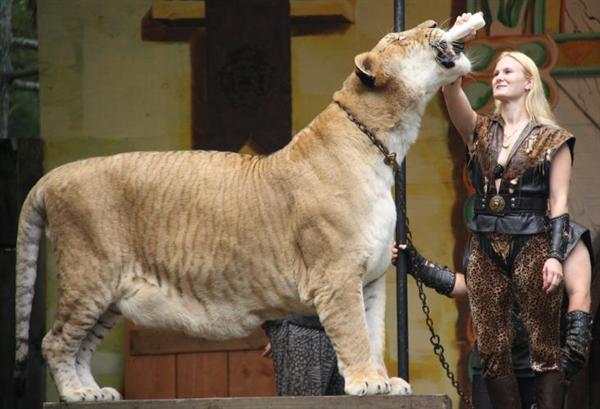 Can Ligers Sustain their Body Pressure?