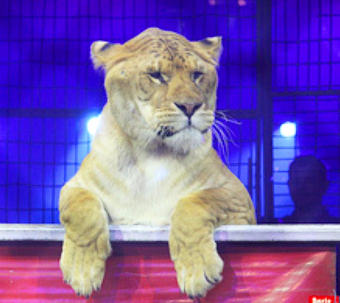 Intentional Liger Breeding occurs when the motive is to earn profit.